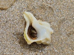 mejores-playas-de-huelva-con-ninos