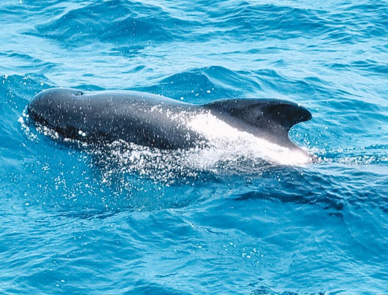 ver-ballenas-y-delfines-en-tarifa