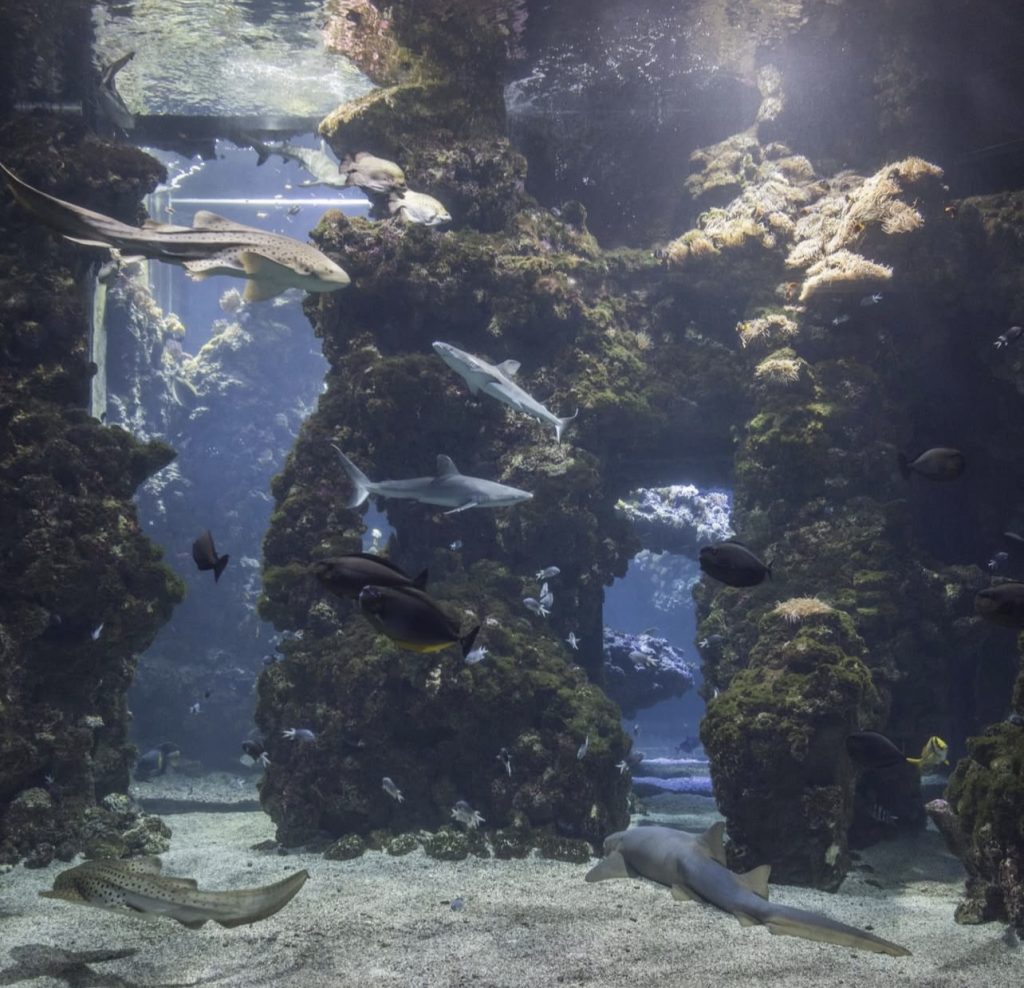 museo oceanografico de monaco