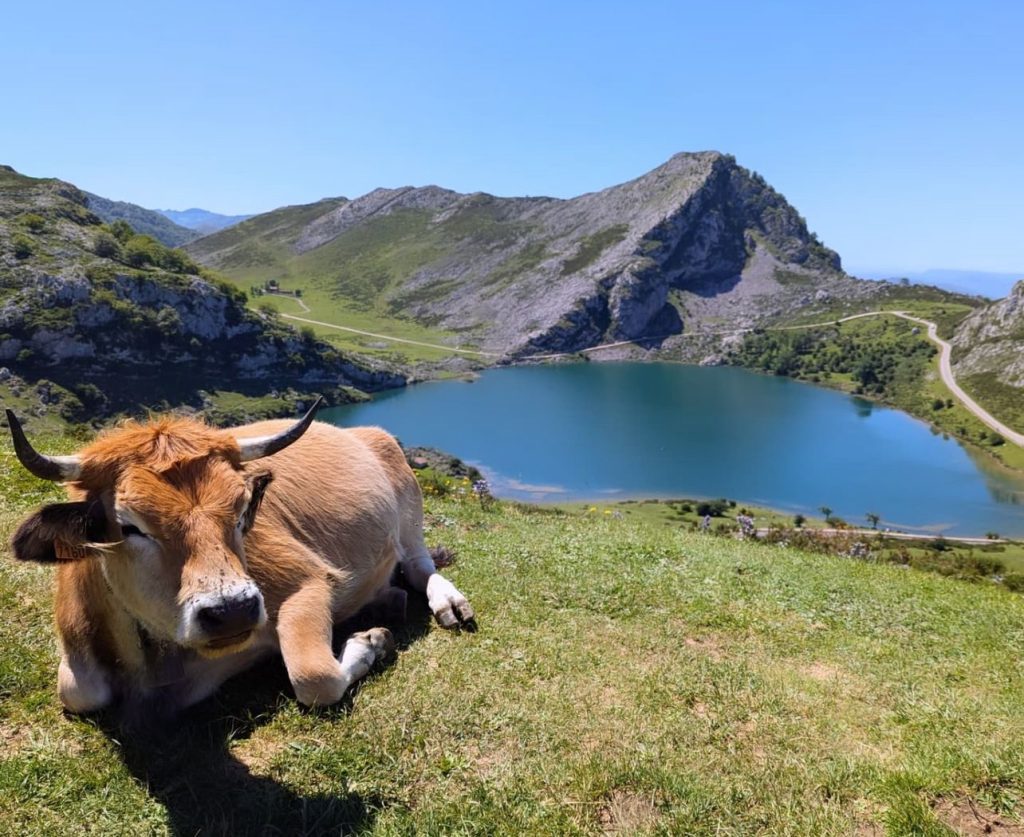 Lagos De Covadonga C mo Visitar Esta Joya Natural Viajar Es Crecer